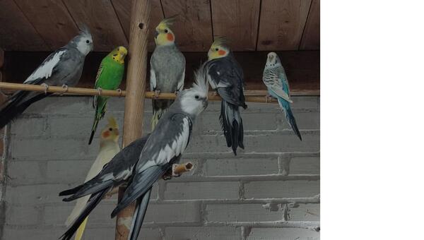 Vogelvereniging De Groenling organiseert a.s. weekend zijn 65e tentoonstelling bij KDO Vogelvereniging De Groenling organiseert a.s. weekend zijn 65e tentoonstelling bij KDO